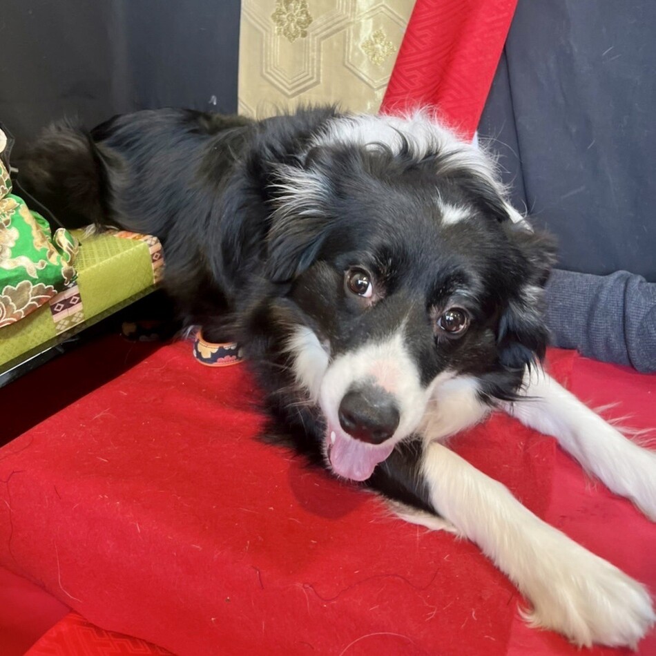 ノアのカバー写真