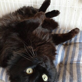 地元譲渡会で里親様決定☆長毛男子のクロちゃん