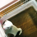 フェレット(アルビノ)の里親さんを探しています