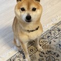 ものすごく小柄な柴犬「小五郎」