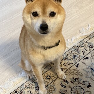 ものすごく小柄な柴犬「小五郎」