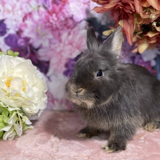 ライオンミックスの可愛い男の子