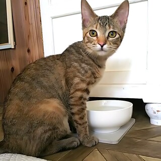 可憐でわんぱく♡コモちゃん(白血病+)