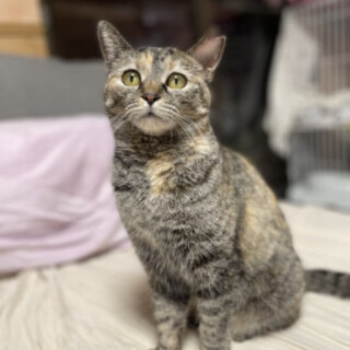 人馴れ抜群の子猫の里親募集