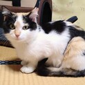 生後約６ヶ月☆三毛猫