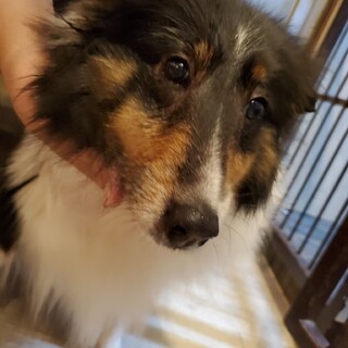 シープドッグ♪さきちゃん♪里親絶賛募集中！