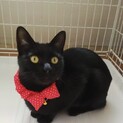 ベタベタの甘えん坊黒猫のジジちゃん