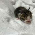 生後約1週目の子猫