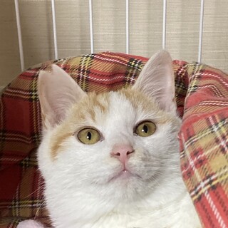 キリリとしたお顔のムース❗️