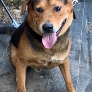 緊急！　シェパードMIX 雄　3歳　大型犬　黒茶色