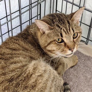 トライアル中、人慣れしてるキジトラロジャー