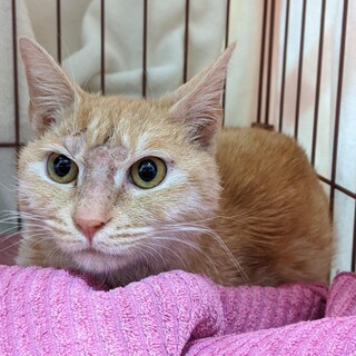 トライアル中　茶々丸