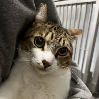 飼主持込み 026 白キジ猫