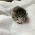 生後約一週目の子猫②