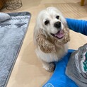 募集中♀アメコカ5歳エマちゃん