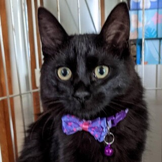 ゴージャスな長毛の黒猫チビにゃん、ティラミス君！