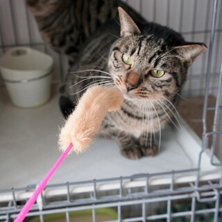 撫でられるのが大好き☆人馴れしてきました