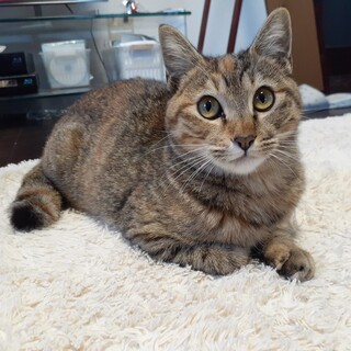 人馴れした可愛いムギワラの女の子