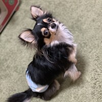 kaito