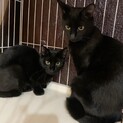 黒猫の姉妹☆ルルちゃんレイちゃん
