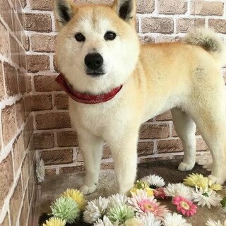老犬　おとなしい小町ちゃん