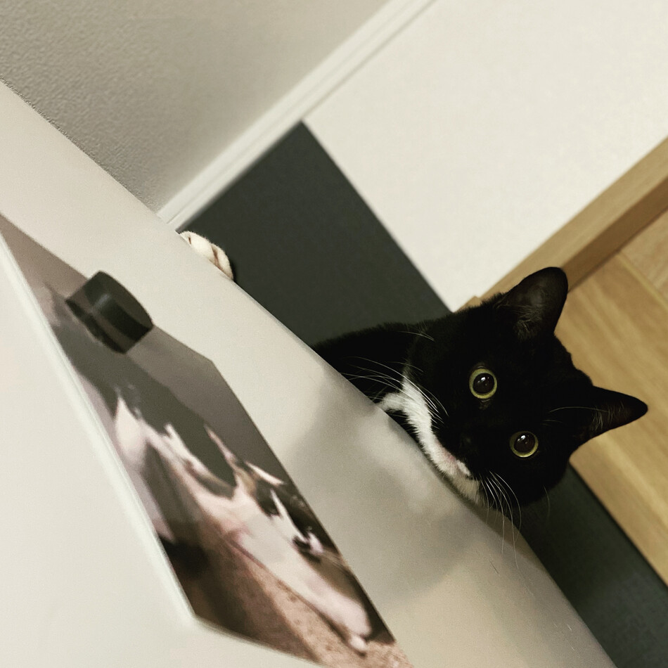 こぶのカバー写真