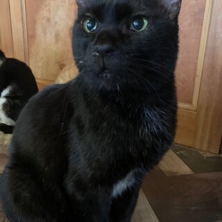 ずんぐりむっくり♡フレンドリーなおっちゃん猫