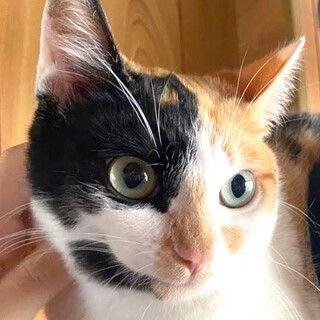 ペア希望❤︎これぞ正統派ミケちゃん