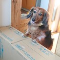 一般飼育放棄からの保護