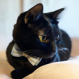 小柄な黒猫ちゃん♡ココちゃん