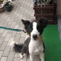 ボーダーコーリー♂そらくんの里親募集してます。