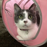 ポポ