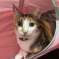 ピピ