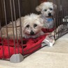 一般飼育崩壊現場より保護（ルーシー） サムネイル2