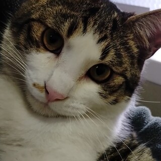 BIGなさくら耳の白キジ君