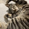 ぽんずねこ