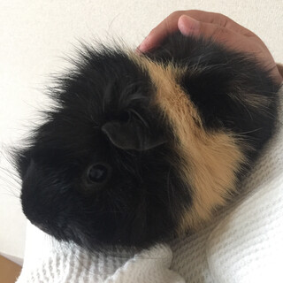 黒系 巻き毛 モルモット♀ 1匹