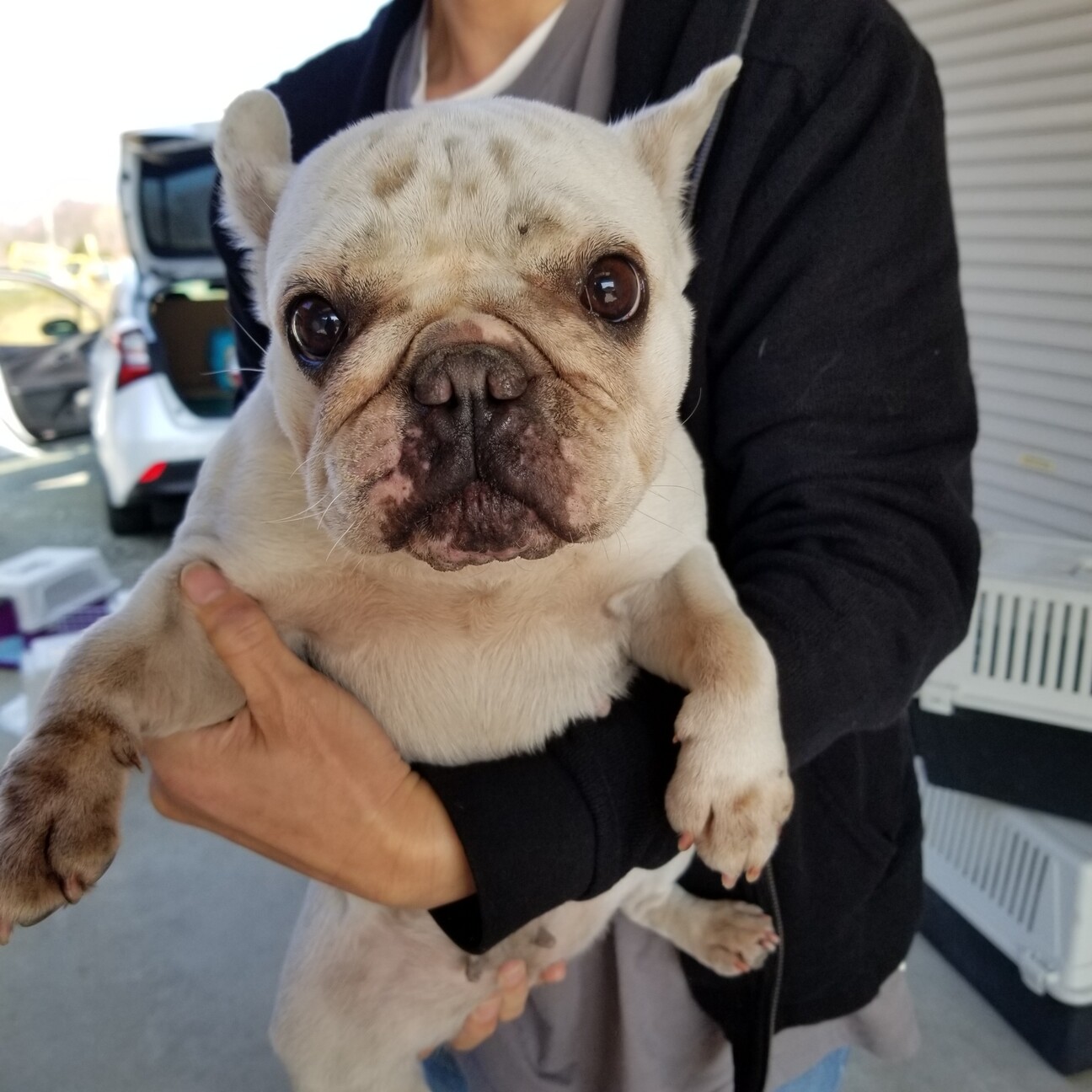 フレンチブル 女の子 A 兵庫県 犬の里親募集 ペットのおうち 月間利用者150万人 フレンチブル 女の子 A 兵庫県 犬の里親募集 ペットのおうち 月間利用者150万人