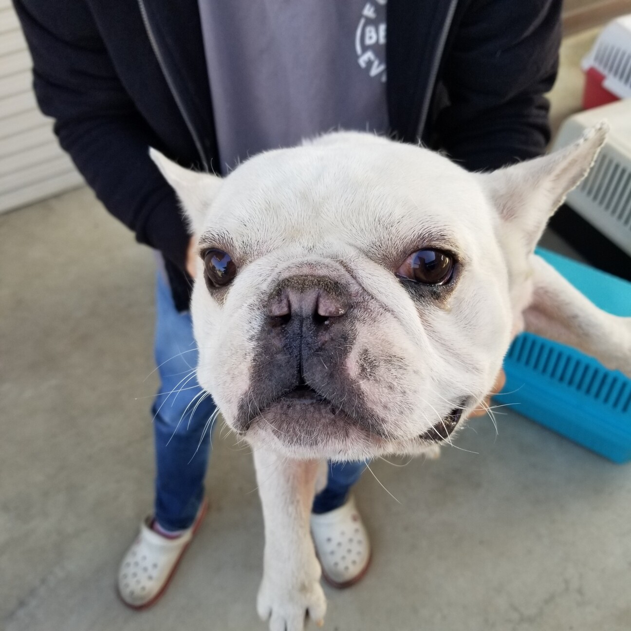 フレンチブル 男の子 A 兵庫県 犬の里親募集 ペットのおうち 月間利用者150万人 フレンチブル 男の子 A 兵庫県 犬の里親募集 ペットのおうち 月間利用者150万人