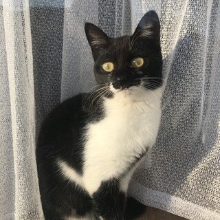 人懐っこい女の子