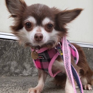 綺麗な瞳のチワワ♀アクアちゃん