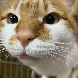 【募集再開】お目目まんまるの大きな茶白くん