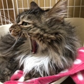 ゴージャスな長毛さん