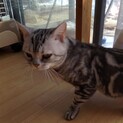 繁殖場崩壊現場より保護　アメショー６歳♂