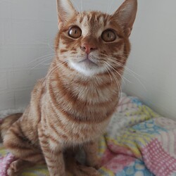 第155回　にゃん☆ぴーす猫譲渡会