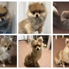 猿期の過程