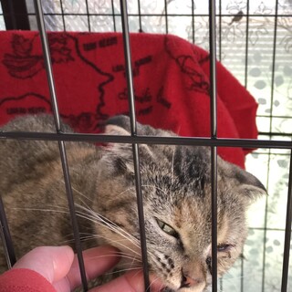 崩壊現場より保護　スコティッシュ３歳位♀