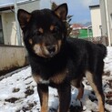 繁殖場崩壊現場よりレスキュー　黒柴全盲犬パピー