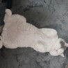 ゆきみる