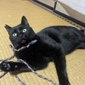 黒猫、1歳半、男の子、ヤマト